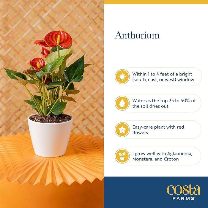Costa Farms Live Anthurium Indoor Houseplant, Flamingo Flower with Heart-Shaped Red Blooms, 10-14 Inches Tall in Decorative Pot, Natural Air Purifier for Home or Office Decor, Gift for Her - Image 6
