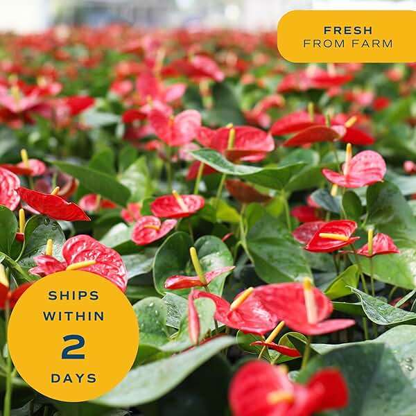 Costa Farms Live Anthurium Indoor Houseplant, Flamingo Flower with Heart-Shaped Red Blooms, 10-14 Inches Tall in Decorative Pot, Natural Air Purifier for Home or Office Decor, Gift for Her - Image 8