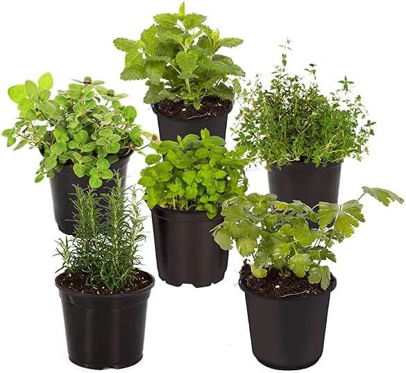 Live Herb - Assortment (6 Per Pack) – Grower's Choice Varieties, Rosemary, Eucalyptus, Mint, Lemon Balm & Other Assorted Herbs, Aromatic & Health Enhancer - Image 1