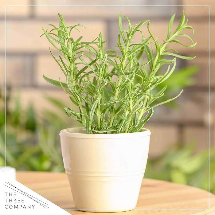 Live Herb - Assortment (6 Per Pack) – Grower's Choice Varieties, Rosemary, Eucalyptus, Mint, Lemon Balm & Other Assorted Herbs, Aromatic & Health Enhancer - Image 11