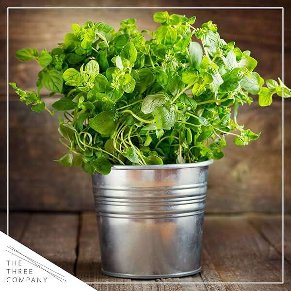 Live Herb - Assortment (6 Per Pack) – Grower's Choice Varieties, Rosemary, Eucalyptus, Mint, Lemon Balm & Other Assorted Herbs, Aromatic & Health Enhancer - Image 14