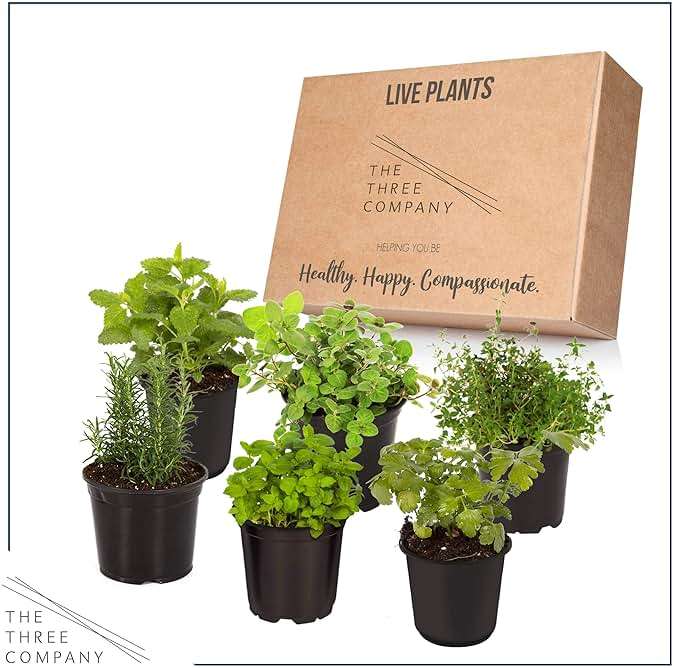 Live Herb - Assortment (6 Per Pack) – Grower's Choice Varieties, Rosemary, Eucalyptus, Mint, Lemon Balm & Other Assorted Herbs, Aromatic & Health Enhancer - Image 4