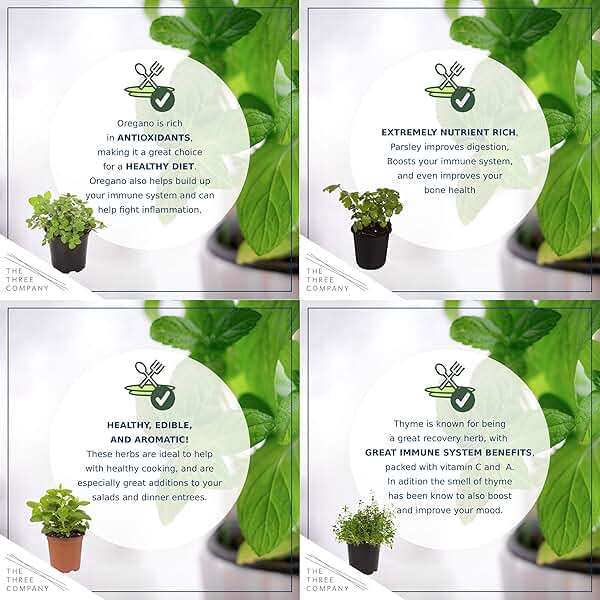 Live Herb - Assortment (6 Per Pack) – Grower's Choice Varieties, Rosemary, Eucalyptus, Mint, Lemon Balm & Other Assorted Herbs, Aromatic & Health Enhancer - Image 5