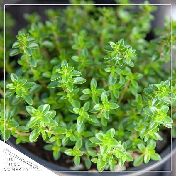 Live Herb - Assortment (6 Per Pack) – Grower's Choice Varieties, Rosemary, Eucalyptus, Mint, Lemon Balm & Other Assorted Herbs, Aromatic & Health Enhancer - Image 10