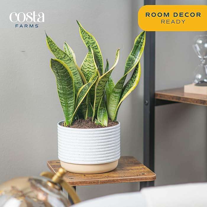 Costa Farms Snake Plant, Mother-in-Law's Tongue Live Plant in Decorative Pot, Large Easy to Maintain Indoor Succulent Houseplant Assorted Variety, Home, Room, or Office Décor, 12-20 Inches Tall - Image 5