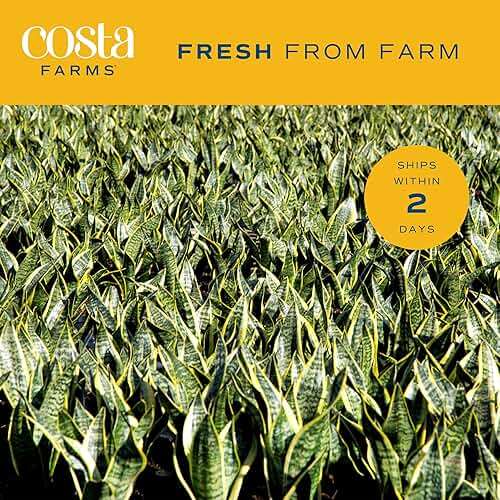 Costa Farms Snake Plant, Mother-in-Law's Tongue Live Plant in Decorative Pot, Large Easy to Maintain Indoor Succulent Houseplant Assorted Variety, Home, Room, or Office Décor, 12-20 Inches Tall - Image 8