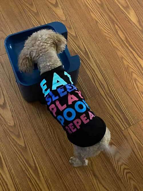 IDOGMATE Dog Ball Launcher, MIDI Rechargeable Automatic Pet Ball Thrower Interactive Ball Fetch Machine with 3 Balls - Image 3