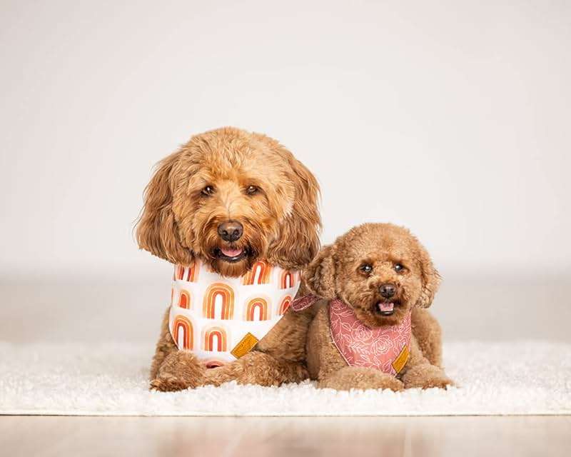 Remy+Roo Large Spring Dog Bandanas - 4 Pack Rubi Set | Premium Durable Adjustable Polyester Fabric | Patented Shape Girl Bandana, Floral Bandana - Image 3