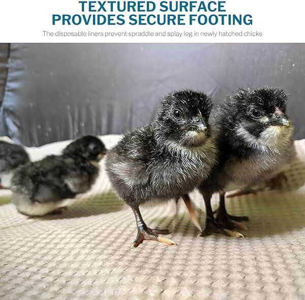 Incubator Warehouse Insta Brooderβ’ Enclosed Brooder Pen for Hatchlings - Image 7