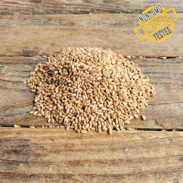 Soft Red Wheat Berries – Non‑GMO Feed Grade – 46 LB Bulk Bag – Ideal for Livestock & Poultry Feed – Grown by Ernst Grain & Livestock (Family Farm) - Image 3
