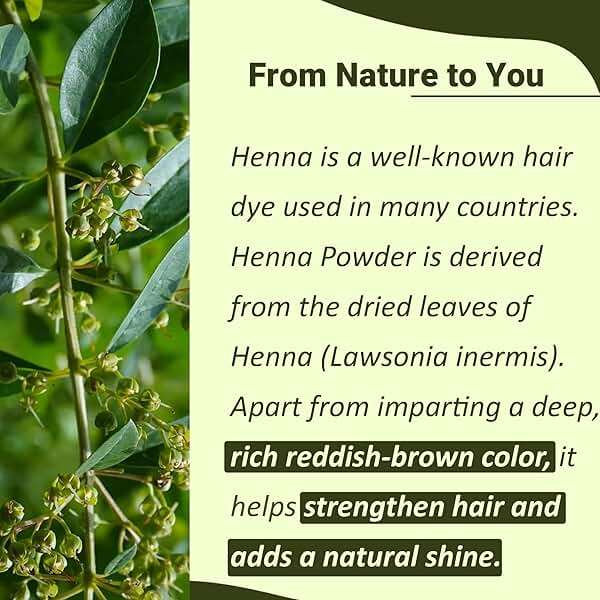 Mi Nature Pure Henna Powder (Lawsonia Inermis) 1Kg - Natural Plant-Based Hair Coloring & Conditioning Treatment - Herbal Hair Care Formula - No Added Preservatives - Image 2