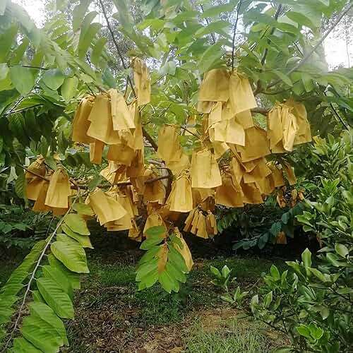 HouWanA Fruit Protection Bags 100pcs Cover Bags 9X11.8inch, for Fruit Trees, Orchard, Trees, Frost, Plants There are Windows to See Inside - Image 2