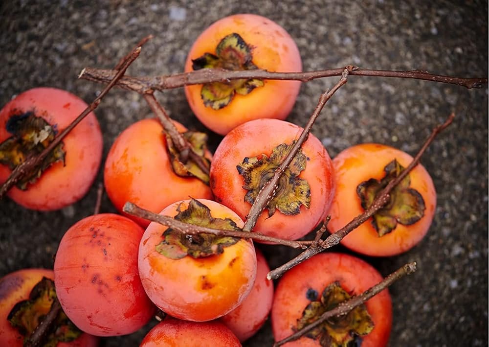 American Persimmon Seeds for Planting Outdoors | Non GMO Heirloom Fruit Seeds (30 Seeds) - Product Image