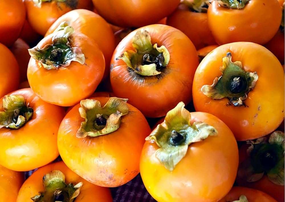 American Persimmon Seeds for Planting Outdoors | Non GMO Heirloom Fruit Seeds (30 Seeds) - Image 3