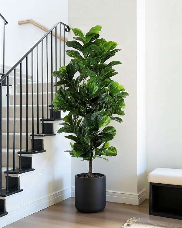 FLOWORLD Fiddle Leaf Fig Tree 6ft Tall Artificial Tree in Plastic Pot Fake Ficus Lyrata Plants with 184 Decorative Fiddle Leaves Faux Fig Trees for Home Office Living Room Decor Indoor Outdoor - Image 2
