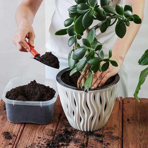 Back to the Roots 100% Organic Indoor Potting Mix (6 Quart), Promotes Healthy Houseplant Growth, Made in The USA - Image 2