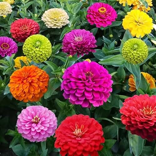 1000+ Crazy Blend Zinnia Seeds for Planting Zinnia Elegans Heirloom Open Pollinated & Untreated Mixed Color Zinnia Flowers - Product Image