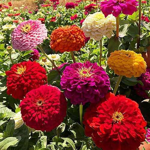 1000+ Crazy Blend Zinnia Seeds for Planting Zinnia Elegans Heirloom Open Pollinated & Untreated Mixed Color Zinnia Flowers - Image 3