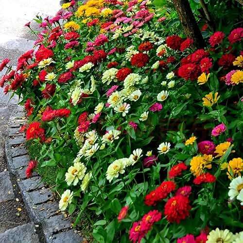 1000+ Crazy Blend Zinnia Seeds for Planting Zinnia Elegans Heirloom Open Pollinated & Untreated Mixed Color Zinnia Flowers - Image 4