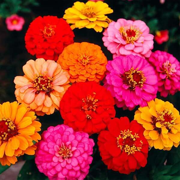 1000+ Crazy Blend Zinnia Seeds for Planting Zinnia Elegans Heirloom Open Pollinated & Untreated Mixed Color Zinnia Flowers - Image 7