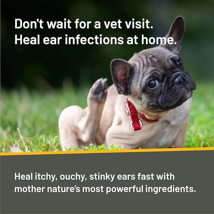 Absorbine Silver Honey Rapid Ear Care Vet Strength Concentrated Doses, 5 Ear Drops for 10 Days on 1 Ear for Dogs & Cats, Medical Grade Manuka Honey & MicroSilver BG - Image 4