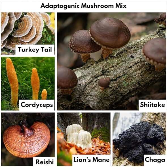 Nutricel Supplements Methylene Blue Capsules with Mushroom Extracts: Lion's Mane, Reishi, Cordyceps, Chaga, Shiitake, Turkey Tail - Trusted Made in America - 7mg (USP Grade) (60ct) - Image 6