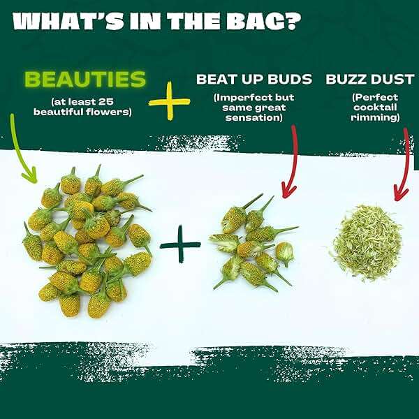 Buzz Buttons Edible Flowers For Cocktails | Grown In USA | Spilanthes | Freeze Dried Edible Flowers for Drinks | Szechuan Buttons | Edible Dried Flowers For Drink Garnish | .2oz Pouch - Image 2