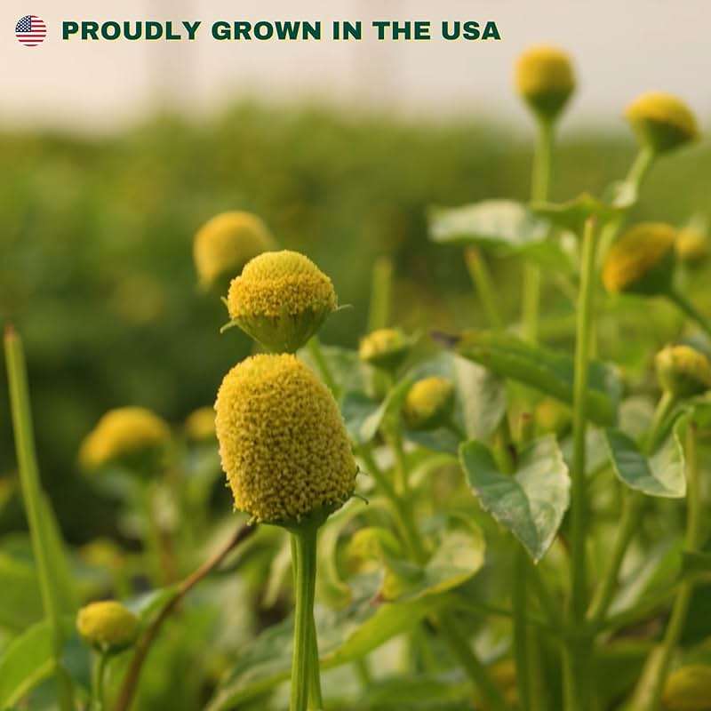 Buzz Buttons Edible Flowers For Cocktails | Grown In USA | Spilanthes | Freeze Dried Edible Flowers for Drinks | Szechuan Buttons | Edible Dried Flowers For Drink Garnish | .2oz Pouch - Image 3