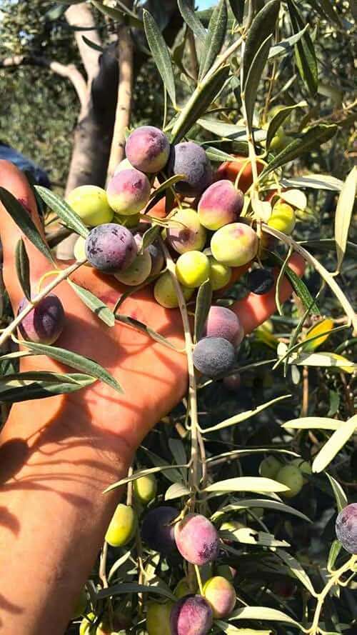 Extra Virgin Olive Oil Cold Pressed - London Award-Winning - 33.81 Fluid Ounce,Antique Ephesus, Mediterranean Region of Ayvalik Turkey (Extra Virgin) - Image 7
