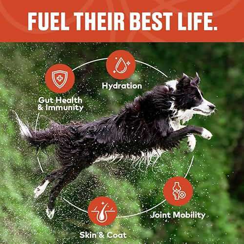 Beef Bone Broth Concentrate for Dogs - Collagen Protein Supplement - Digestion, Mobility, Coat, Immune System, Joints - Healthy Dog Food Gravy Topper - Human Grade, Made in USA (12 oz, 20 Servings) - Image 6