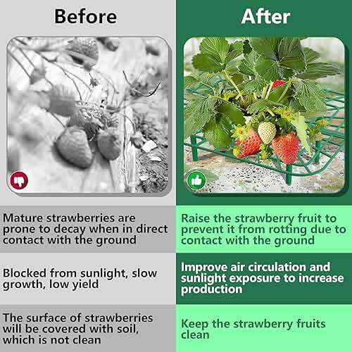 Iceyyyy 12 Packs Square Strawberry Supports-Strawberry Growing Racks- Plant Support Strawberry Stand Holder Growing Frame Keep Berries Clean - Image 6