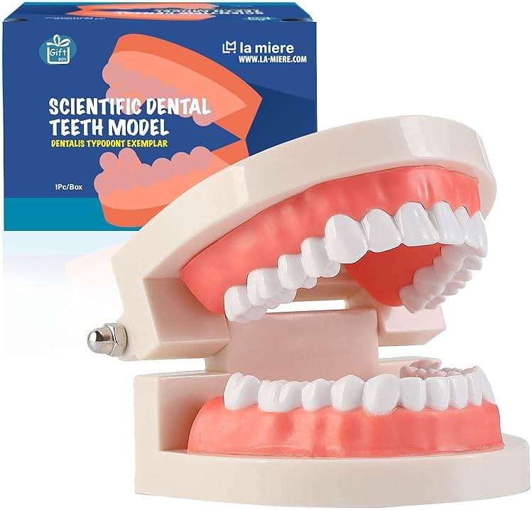LA MIERE 1 Pack Standard Teeth Model Adult Standard Typodont Demonstration Denture Model for Kids Dental Teaching, Clean Display, Education, Study (No Wisdom Teeth) Gift Set - Image 1