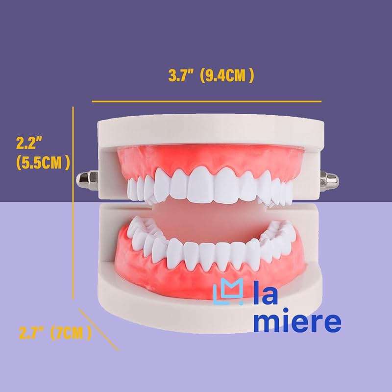 LA MIERE 1 Pack Standard Teeth Model Adult Standard Typodont Demonstration Denture Model for Kids Dental Teaching, Clean Display, Education, Study (No Wisdom Teeth) Gift Set - Image 3