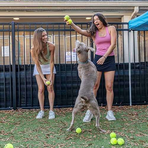 INSUM Bulk Tennis Balls for Beginner – 12 Pack High Elasticity Practice Tennis Balls with Mesh Bag, Suit for Pet Dog Training, Fetching - Image 7