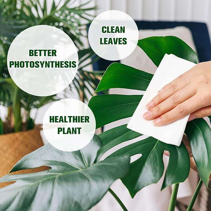 Swiffen 4 Pack 320 Ct Plant Leaf Cleaning Wipes for Leaf Shine Gentle Based Wipes for Shiny Leaves Remove Dust and Better Photosynthesis Unscented Extra Thick Waffle Weave Wipe for House Outdoor Plant - Image 4