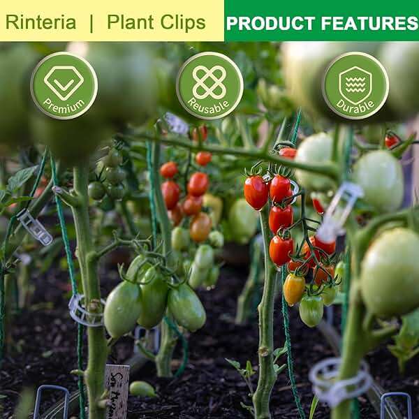 rinteria Tomato Clips for Climbing Plants 100 Pack, Plant Support Clips & Garden Clips for Vegetables Vine, Clear Reusable Plastic Plant Clips Indoor Outdoor Gardening - Image 4