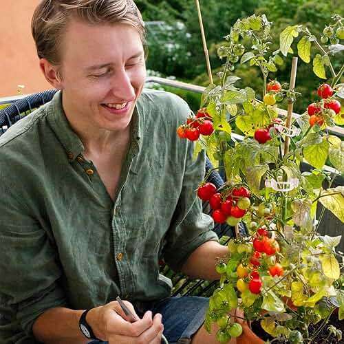 rinteria Tomato Clips for Climbing Plants 100 Pack, Plant Support Clips & Garden Clips for Vegetables Vine, Clear Reusable Plastic Plant Clips Indoor Outdoor Gardening - Image 6